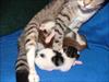 Thumbnail of Photo Number 3629