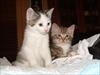 Thumbnail of Photo Number 3726